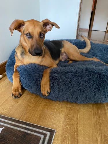 Lucky | Donzige hondenbed