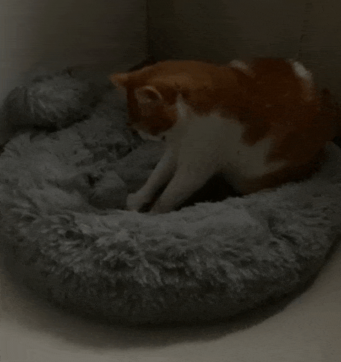 Lucky | Donzige hondenbed